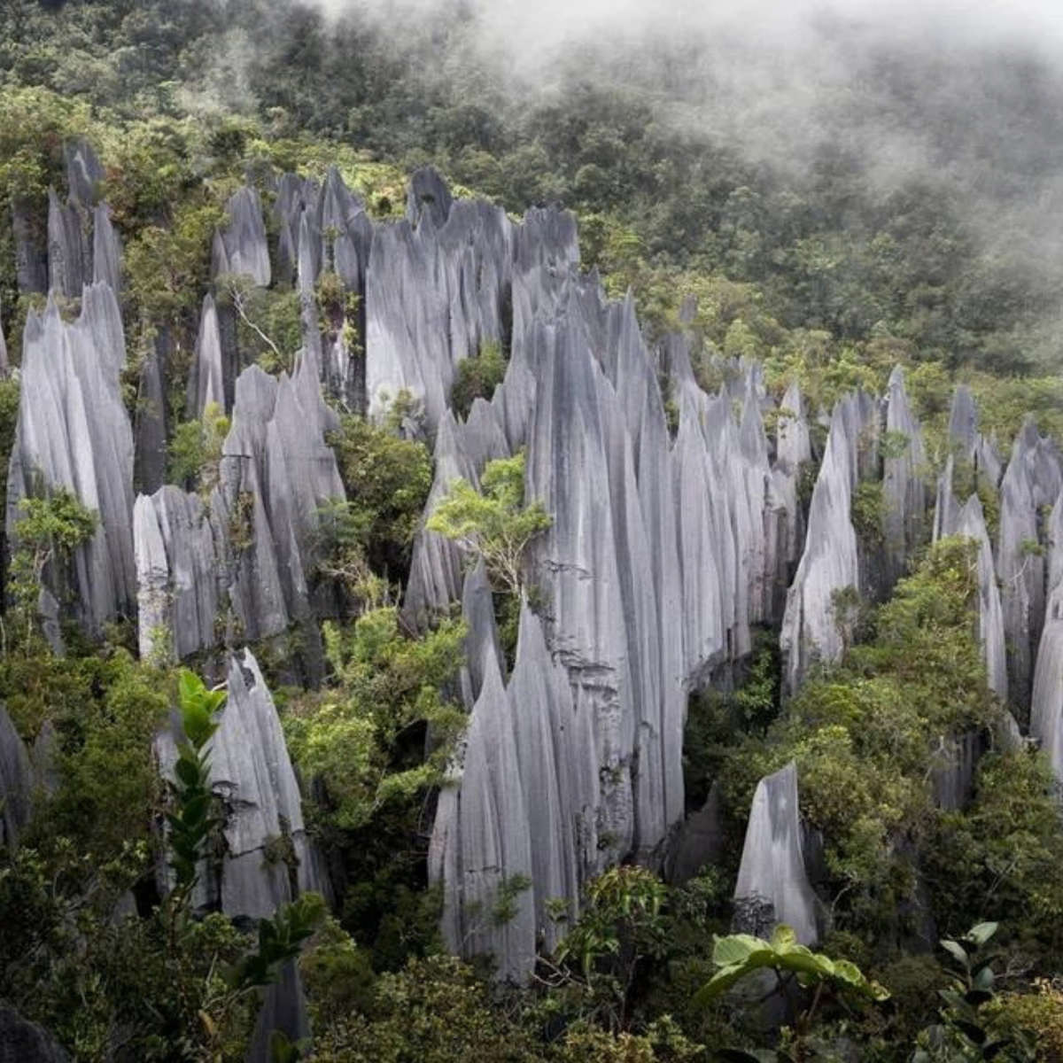 Gunung Mulu, Malaysia 🇲🇾